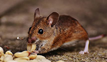 24 Hour & Emergency Exterminators in Hessel, MI